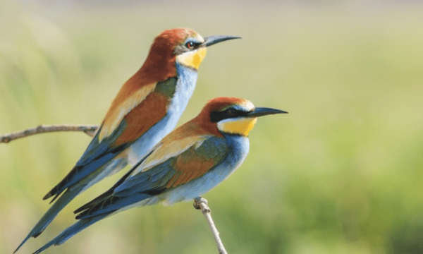 研究：鸟类也“离婚”，雄性搞“婚外情”、与长途迁徙是主要原因